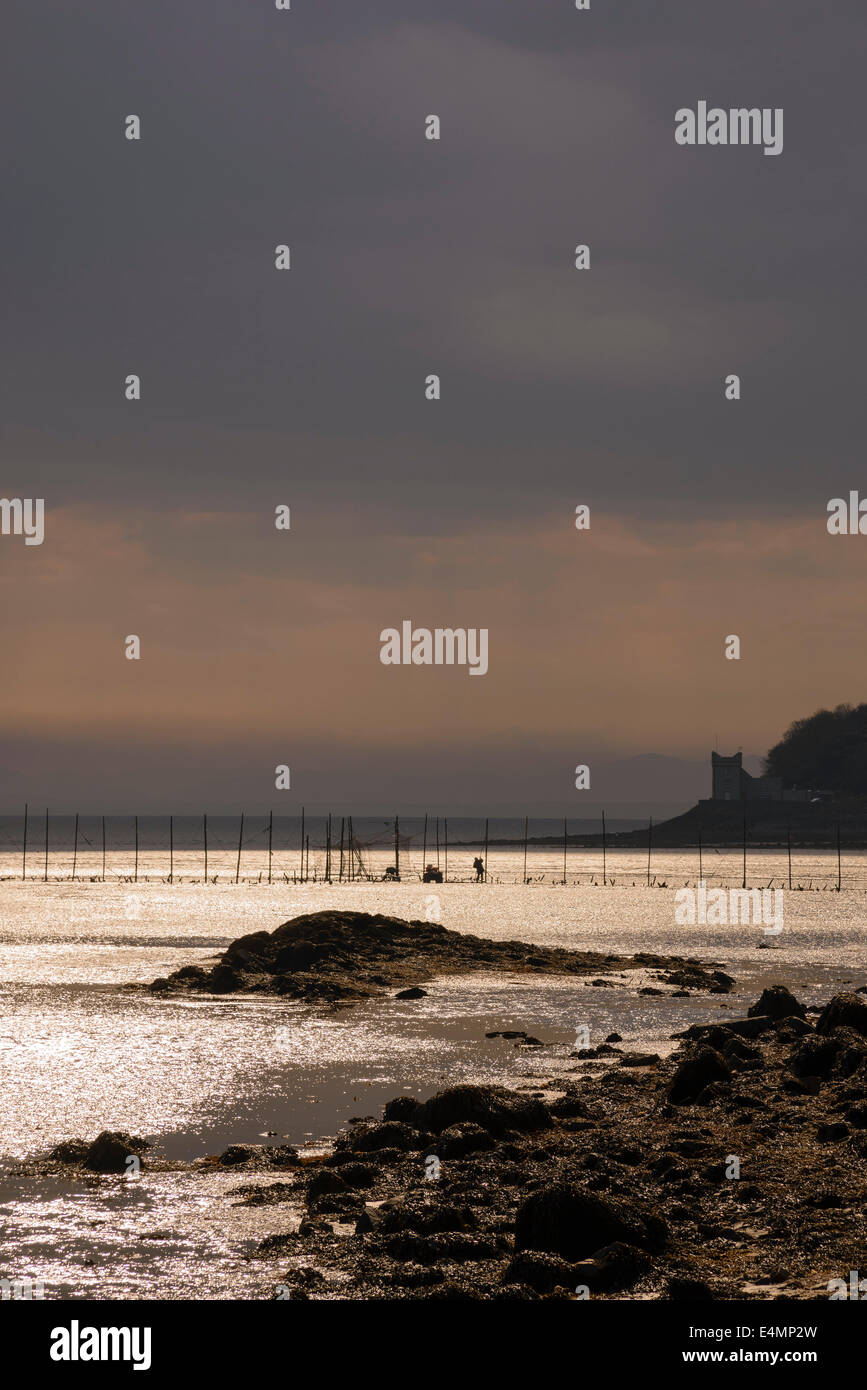 Les pêcheurs traditionnels ont tendance filets à saumon, Balcary Bay, Auchencairn Bay, Solway Firth, Dumfries et Galloway, Écosse Banque D'Images