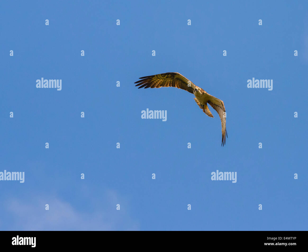 Le balbuzard pêcheur, Pandion haliaetus, volant au-dessus des Stroan Loch, Galloway Forest, Dumfries et Galloway, Écosse Banque D'Images