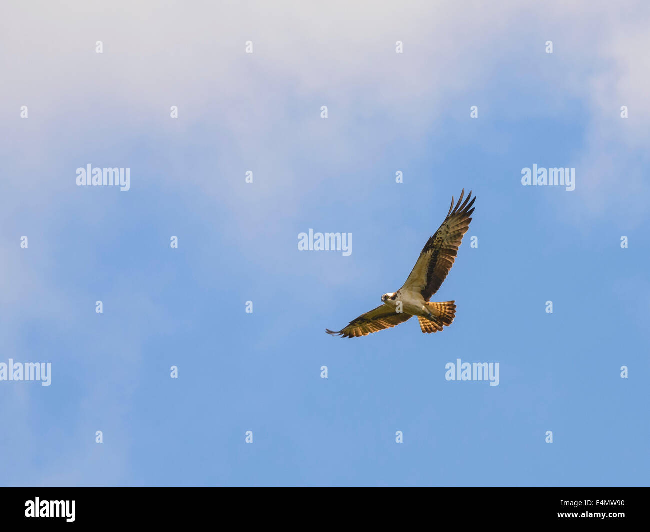 Le balbuzard pêcheur, Pandion haliaetus, volant au-dessus des Stroan Loch, Galloway Forest, Dumfries et Galloway, Écosse Banque D'Images