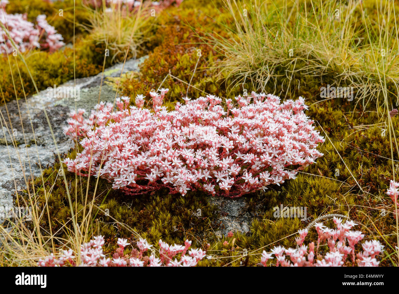 Orpin, Sedum anglicum anglais, les fleurs sauvages, Galloway Forest, Dumfries et Galloway, Écosse Banque D'Images