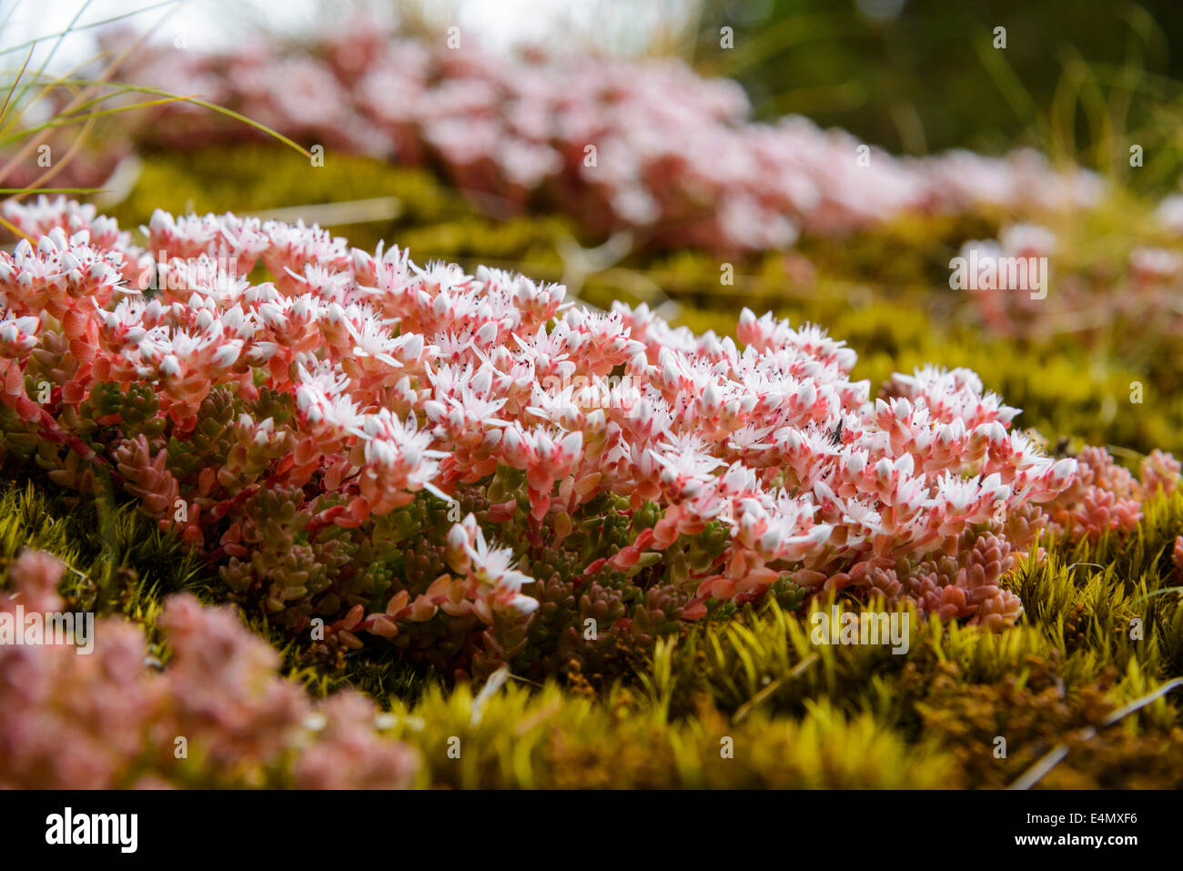 Orpin, Sedum anglicum anglais, les fleurs sauvages, Galloway Forest, Dumfries et Galloway, Écosse Banque D'Images