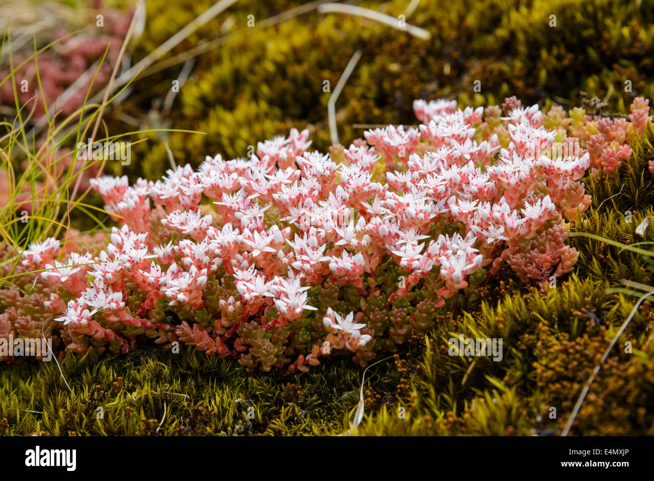 Orpin, Sedum anglicum anglais, les fleurs sauvages, Galloway Forest, Dumfries et Galloway, Écosse Banque D'Images