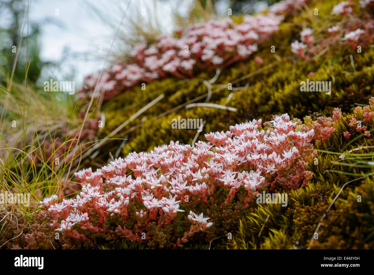 Orpin, Sedum anglicum anglais, les fleurs sauvages, Galloway Forest, Dumfries et Galloway, Écosse Banque D'Images