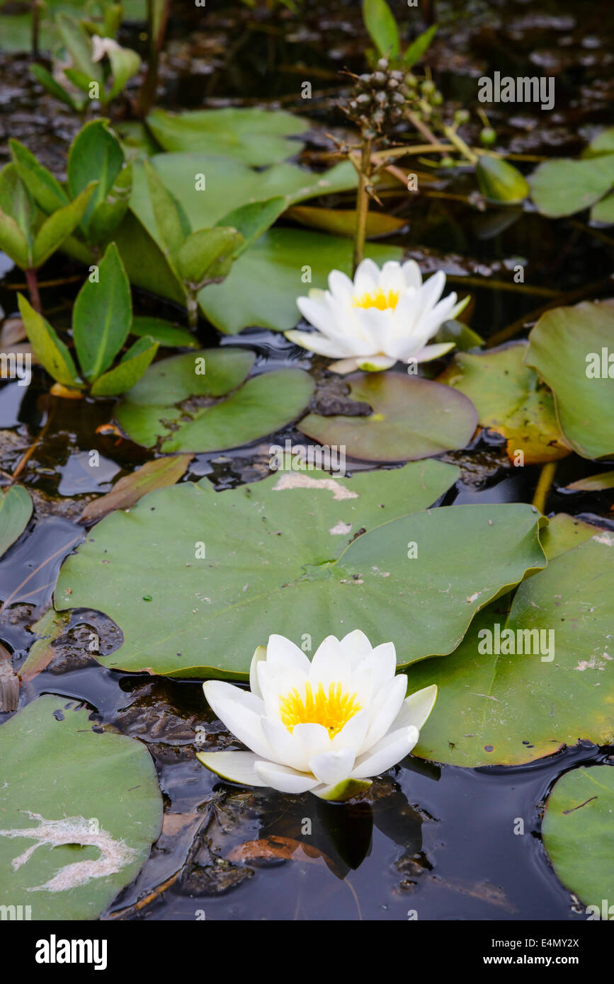 White Water-lily, Nymphaea alba, Wildflower Banque D'Images