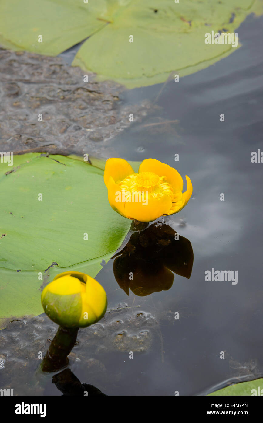 L'eau jaune-lily, Nuphar lutea, fleurs sauvages, de l'eau autochtones-lily sur Stroan Loch, Galloway Forest, Dumfries et Galloway, Écosse Banque D'Images