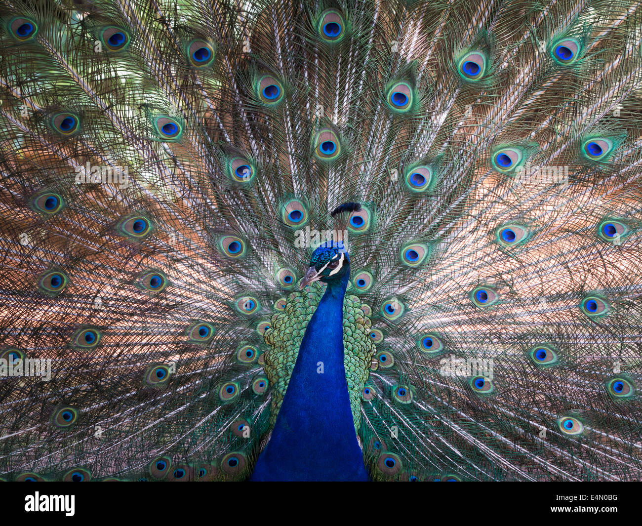 La tête et le cou d'un paon indien mâle dans le contexte de l'affichage de la queue Banque D'Images