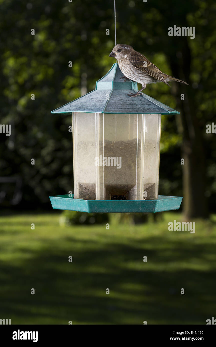 Roselin pourpré femelle Banque D'Images