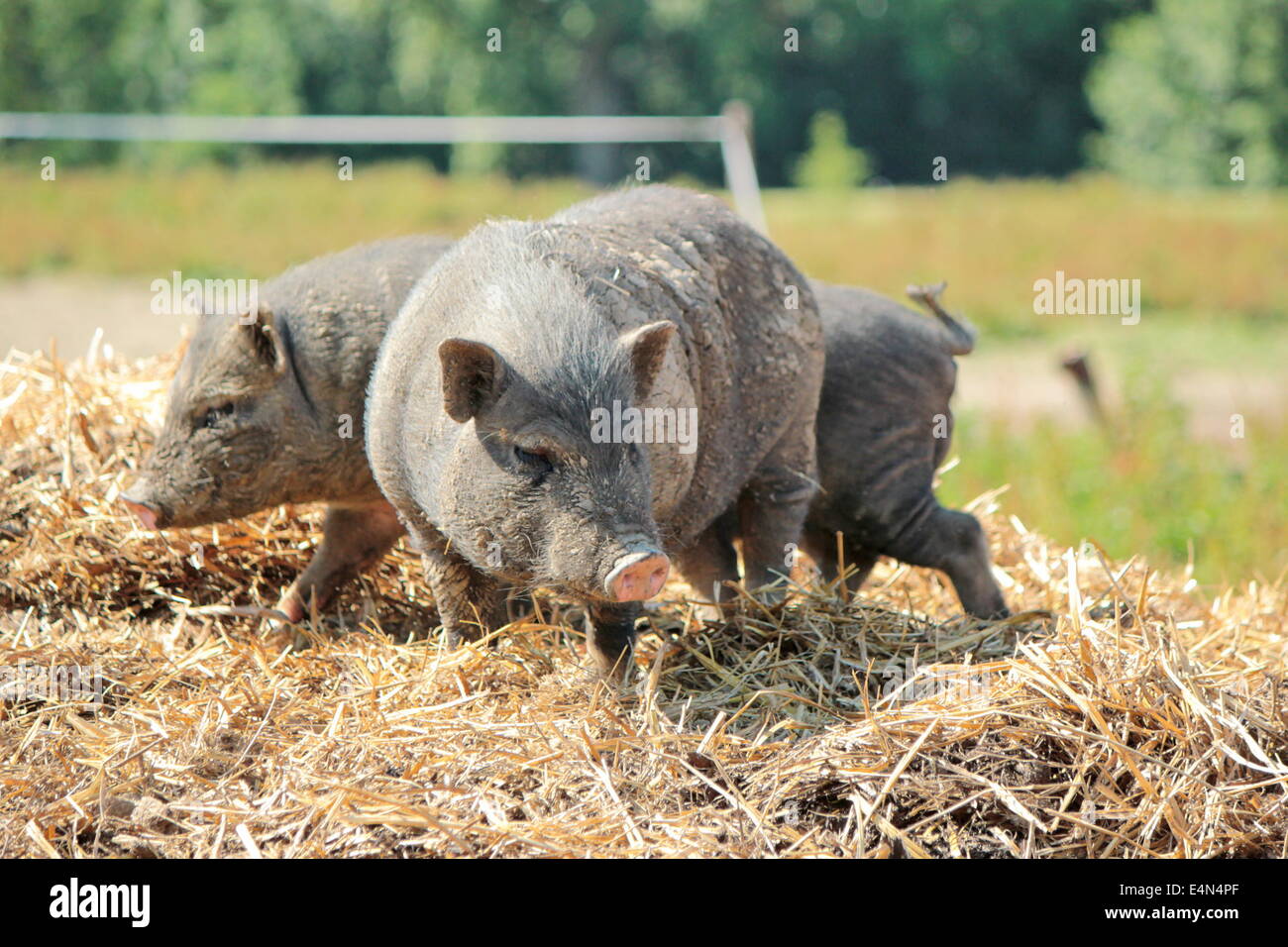 Porcs gris Banque D'Images