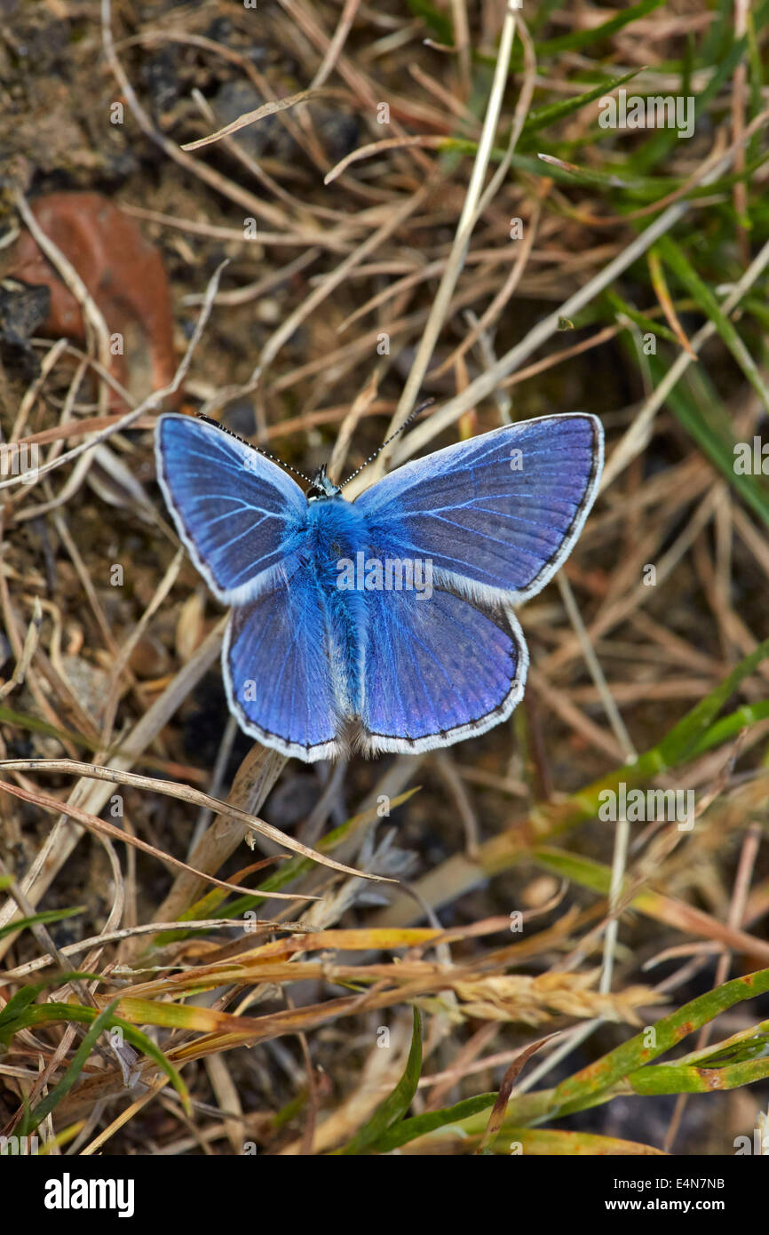 Papillon Bleu commun. Molesey Heath Nature Reserve, West Molesey, Surrey, UK. Banque D'Images