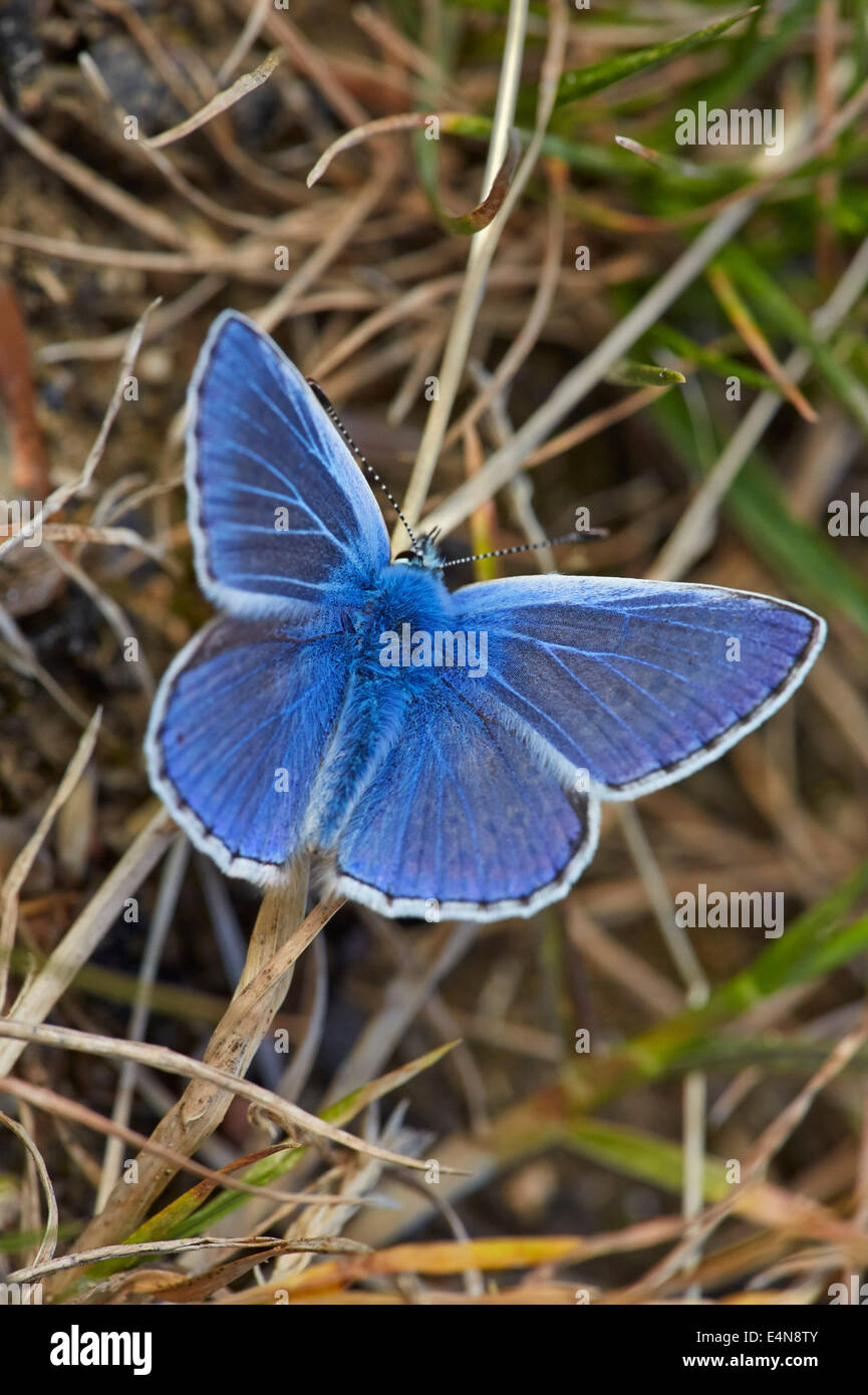 Papillon Bleu commun. Molesey Heath Nature Reserve, West Molesey, Surrey, UK. Banque D'Images