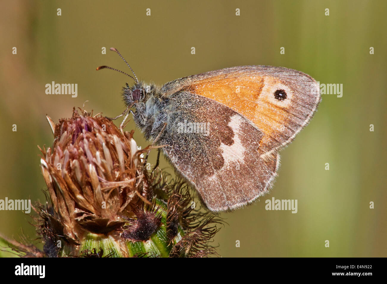 Papillon Small Heath. Molesey Heath Nature Reserve, West Molesey, Surrey, UK. Banque D'Images