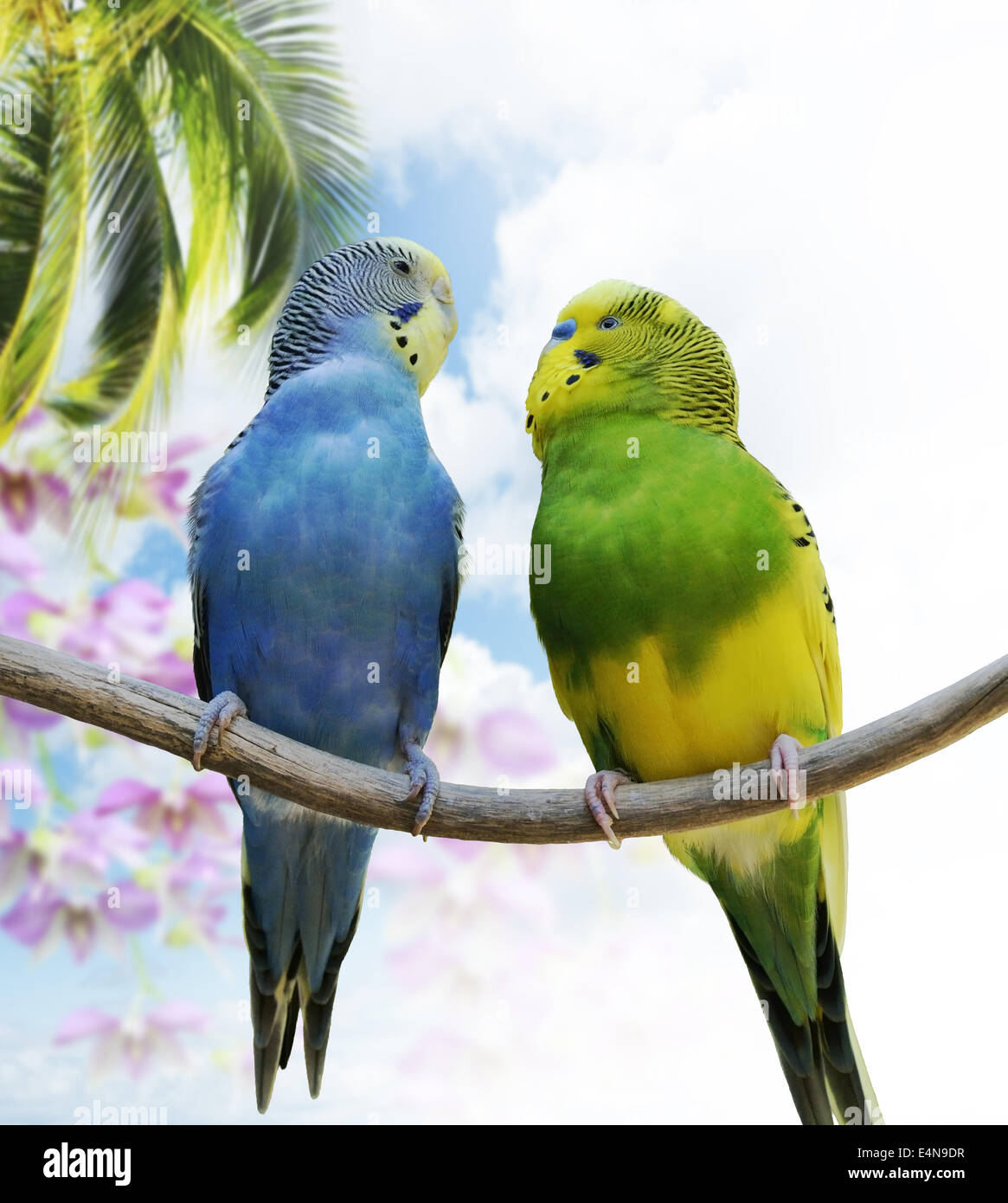 Perruche perroquets Banque D'Images