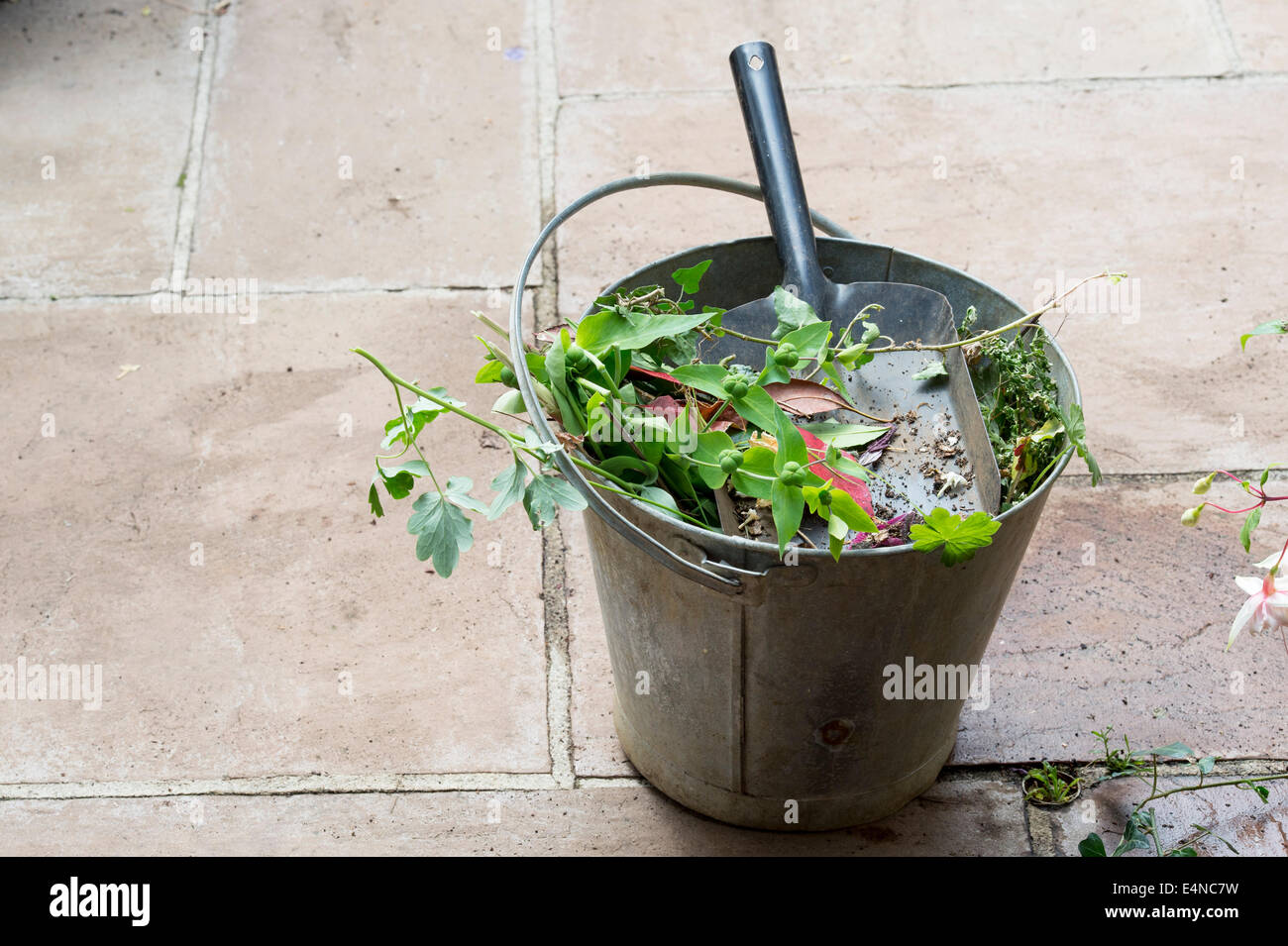 Les plantes mortes de compensation et les mauvaises herbes du jardin dans un seau en métal Banque D'Images