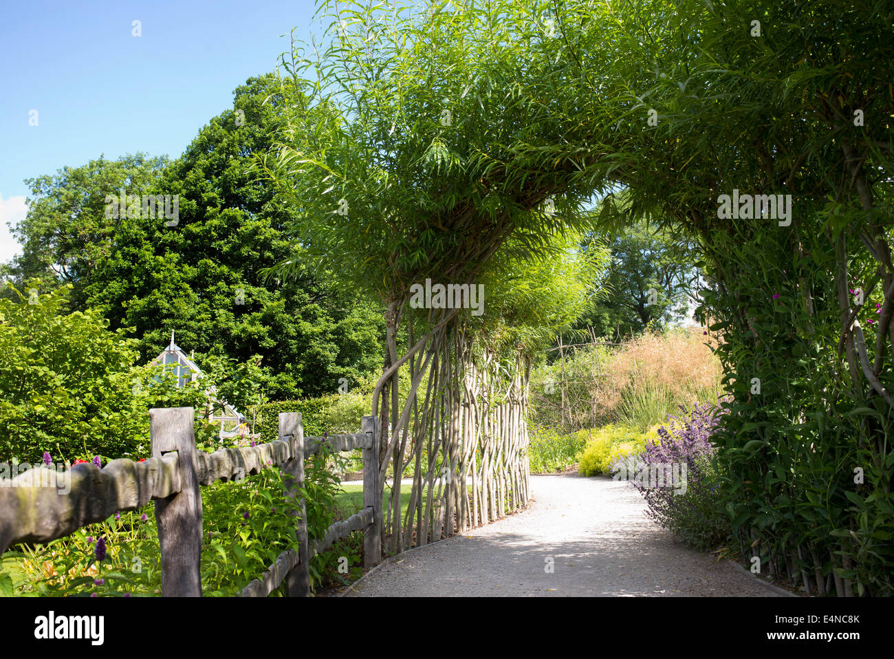 Willow sur Archway Chemin de jardin à Harlow Carr de l'ERS. Harrogate, England Banque D'Images