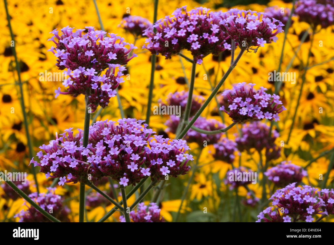 Purpletop Vervain - Verveine bonariensis Banque D'Images