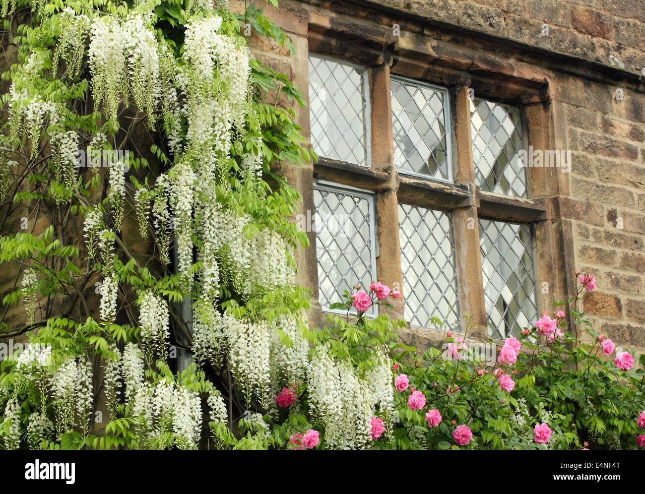 Wisteria sinensis blanc châssis racèmes fenêtres à petits carreaux du paon à Rowlsey hotel, Peak District, Derbyshire, England, UK - Banque D'Images