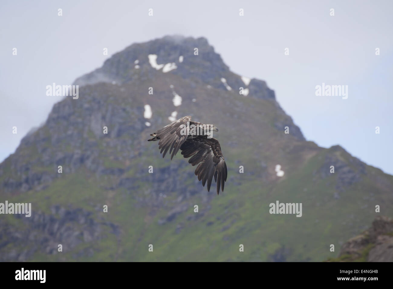 Flying Eagle-mer, îles Lofoten, Svolvær Banque D'Images