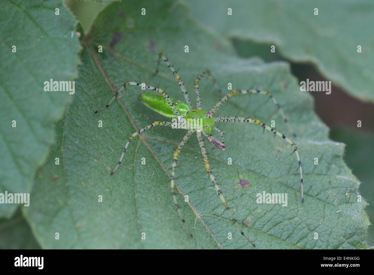 Araignée verte sur une feuille dans l'intérieur de la province de Coclé, République du Panama. Banque D'Images