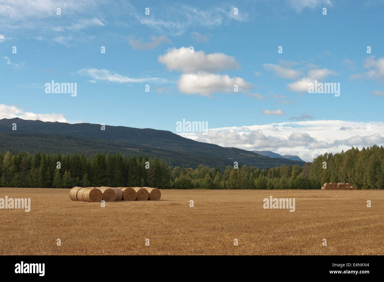 Terrain agricole avec des balles. Banque D'Images