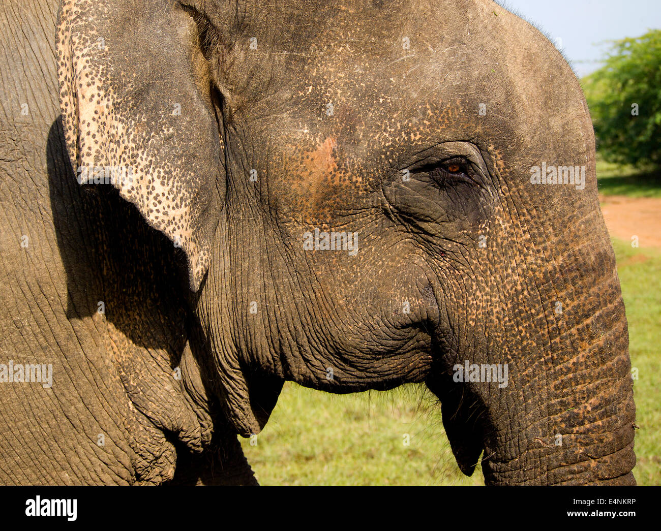 Gros plan de l'oeil d'un éléphant indien Banque D'Images