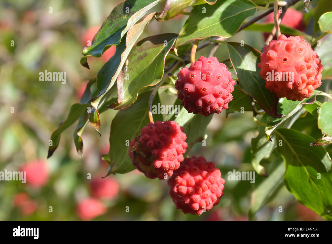 Kornus cousa chine fruits fille Banque D'Images