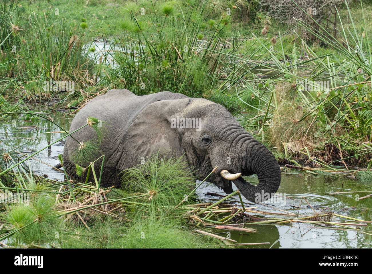 Un éléphant prend un bain dans une rivière pour se rafraîchir par une chaude journée d'été. Tourné à l'état sauvage dans l'Ouganda, l'Afrique. Banque D'Images