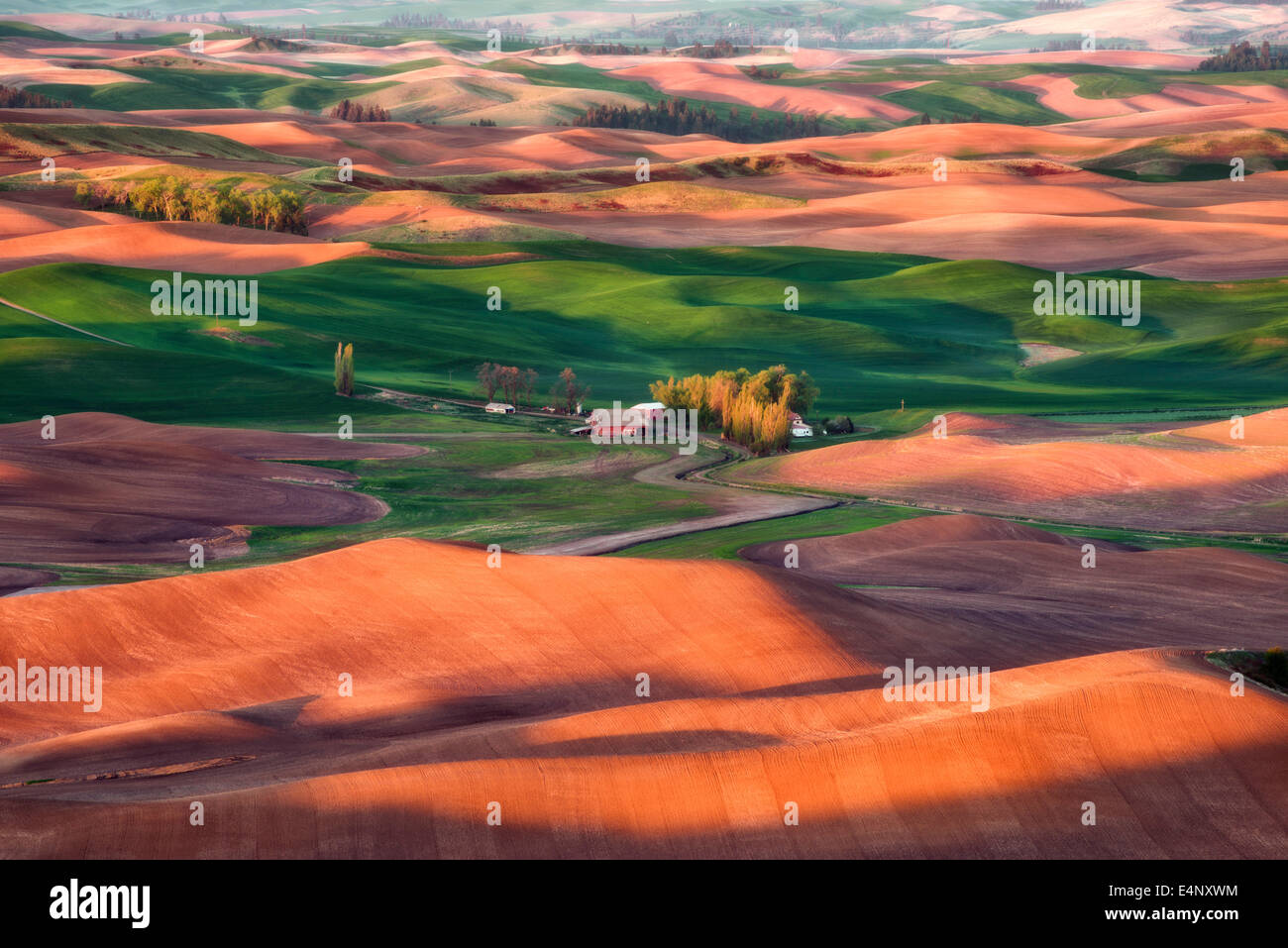 L'État de Washington, USA, ferme, Palouse sur champ de blé Banque D'Images