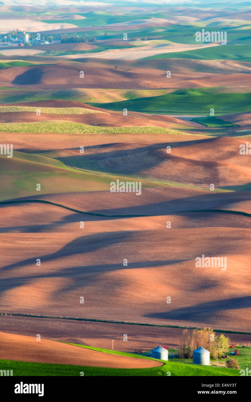 L'État de Washington, USA, ferme, Palouse sur champ de blé Banque D'Images