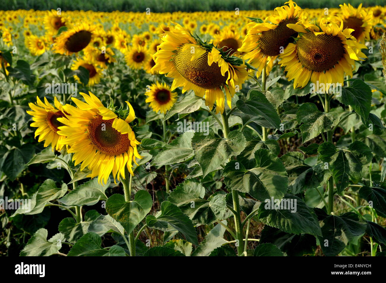 LOPBURI, THAÏLANDE : jaune or poussant dans un champ de tournesols sont une des principales cultures agricoles commerciales dans la province de Lopburi Banque D'Images