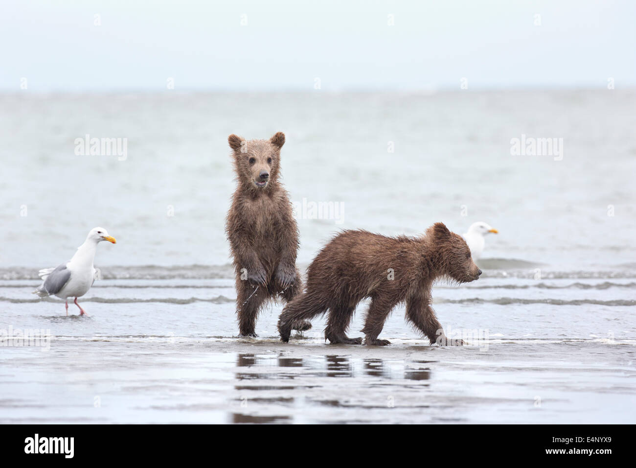 Quatre mois, les oursons grizzlis sur mer en Alaska Banque D'Images