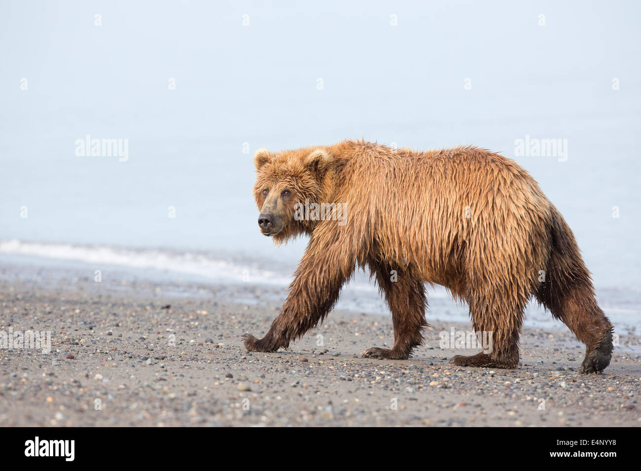 Grizzly bear walking on beach en Alaska Banque D'Images