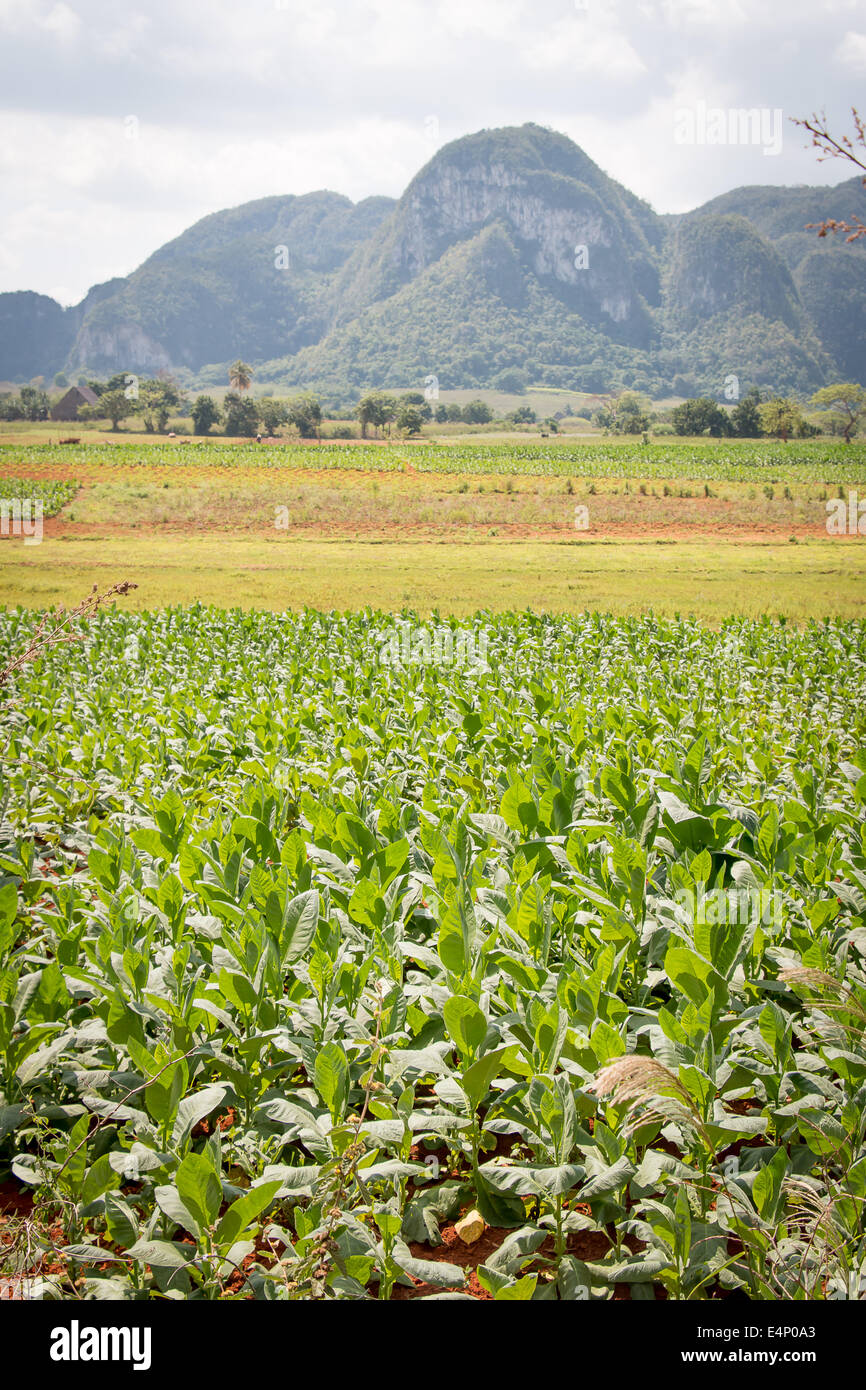 Domaine des plants de tabac, Valle de Vinales, province de Pinar del Río, Cuba. Banque D'Images