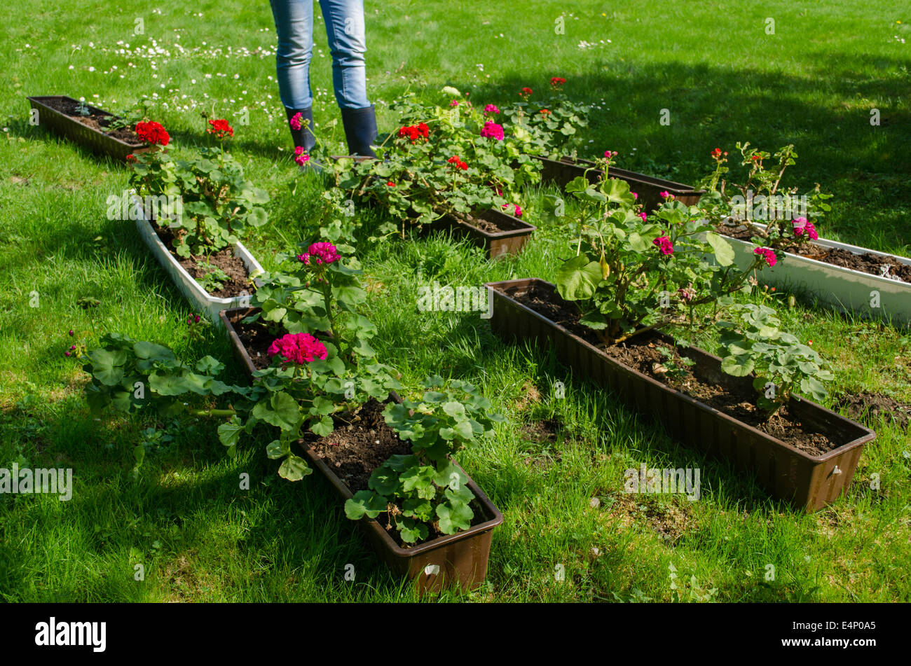 Pelargonium colorés dans des pots de jardin rectangulaire sur prairie et le jardinier avec des bottes en caoutchouc Banque D'Images