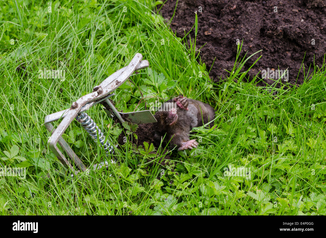 Des animaux capturés morts mole avec piège d'acier se trouvent près de mole-hill. Banque D'Images