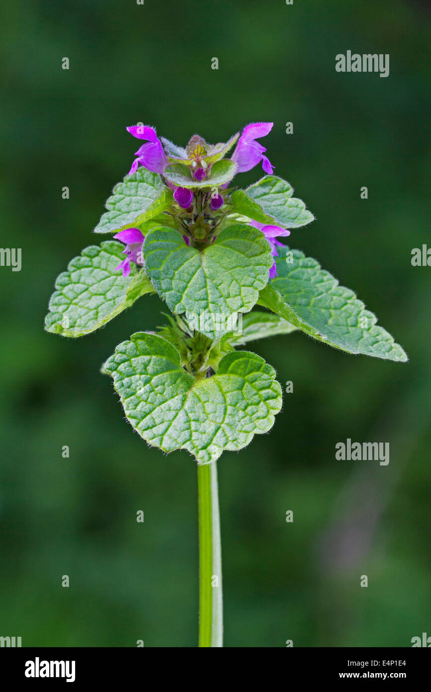 Deadnettle deadnettle rouge / vert / violet / velikdenche archange (Lamium purpureum) en fleurs au printemps Banque D'Images