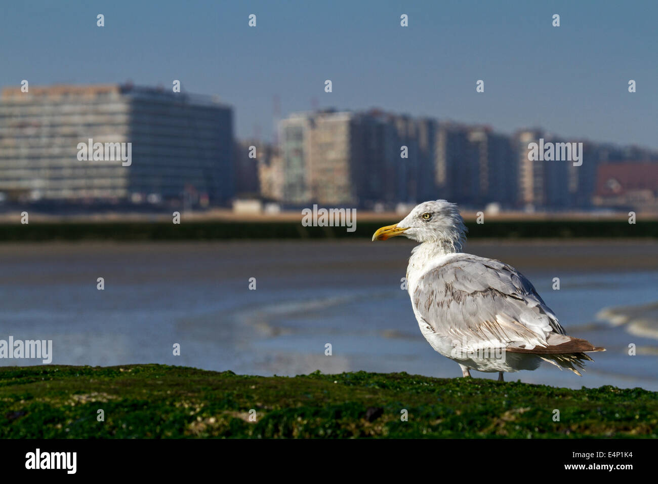 European Herring Gull (Larus argentatus) avec plumes humides reposant le long de la côte de la mer du Nord Banque D'Images