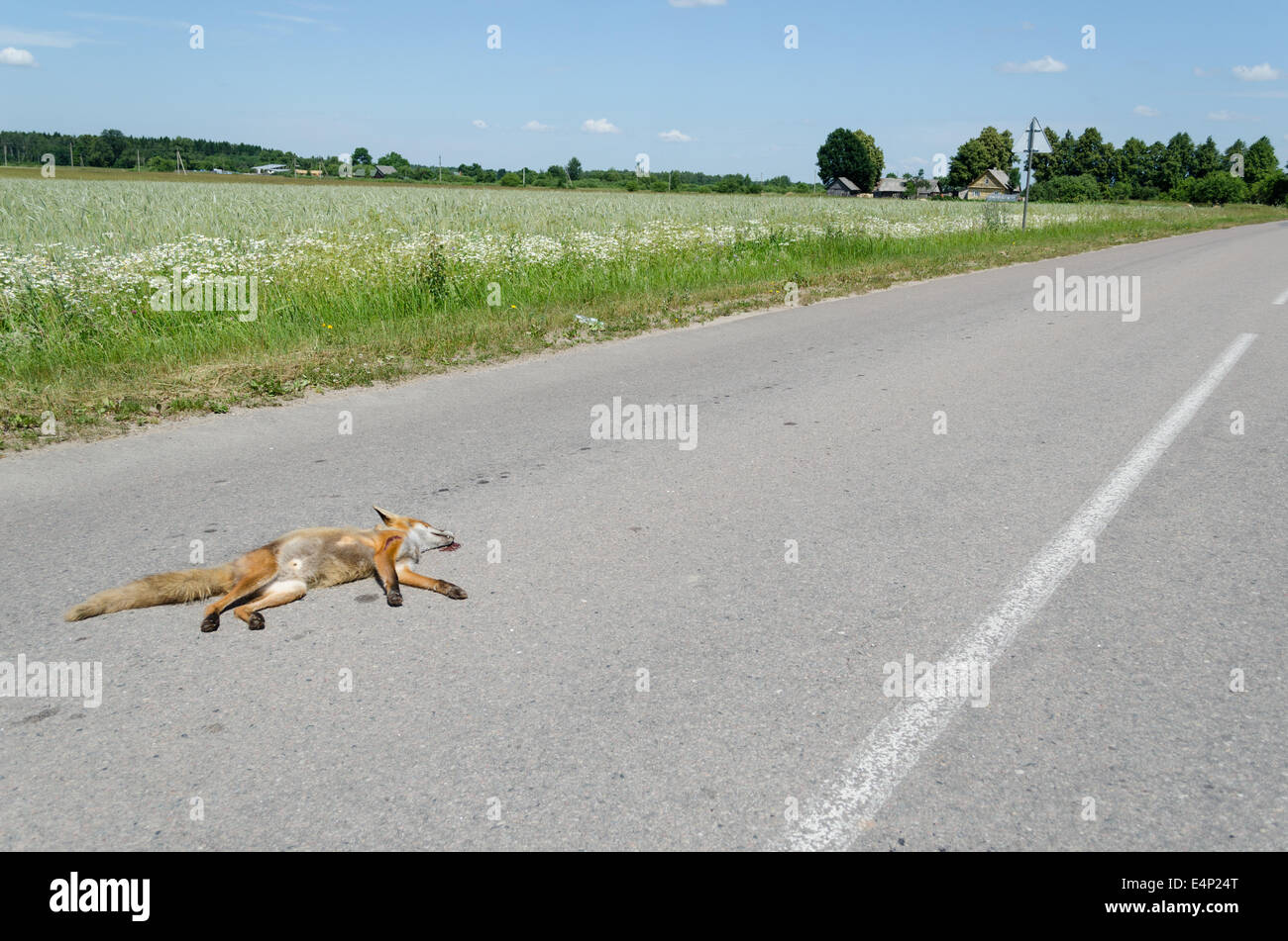 Mort tué automobile animaux fox corps gisait sur la route asphaltée. Banque D'Images