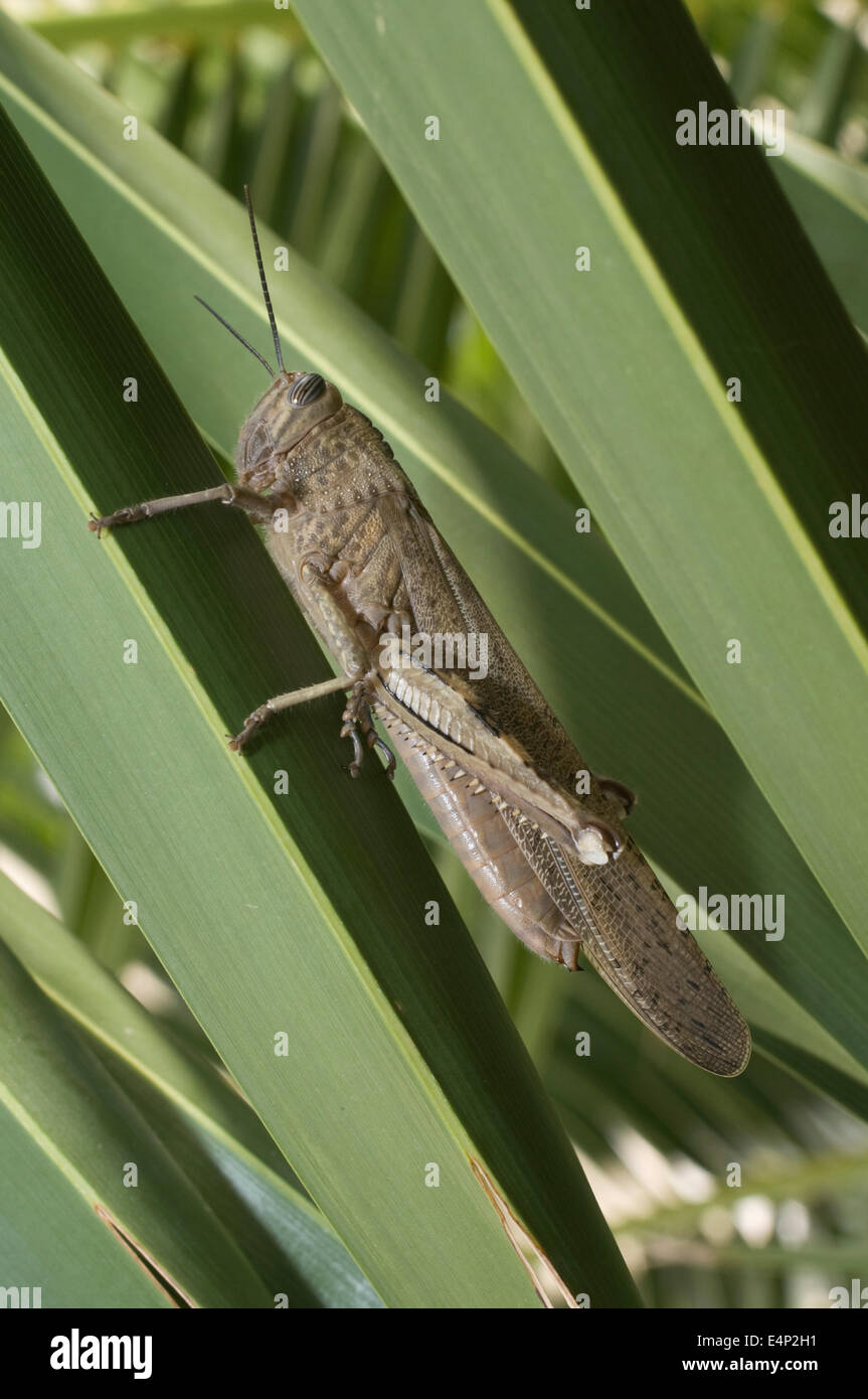 L'EUROPE, Croatie, Sibenik (Šibenik), bush cricket sur leaf Banque D'Images