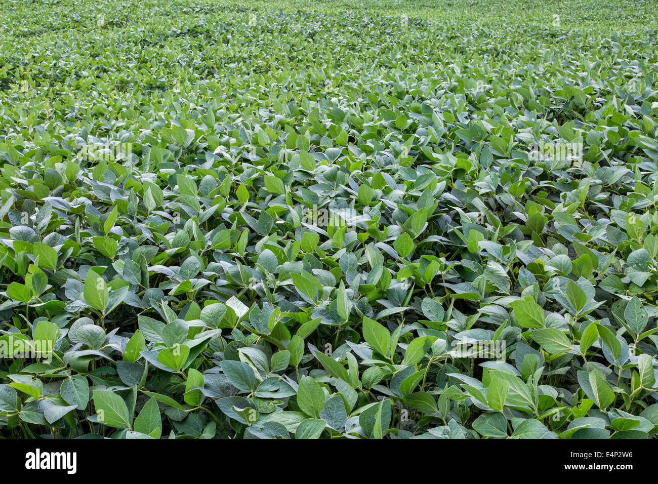 Domaine des plantes de soja vert -un paysage agricole Banque D'Images