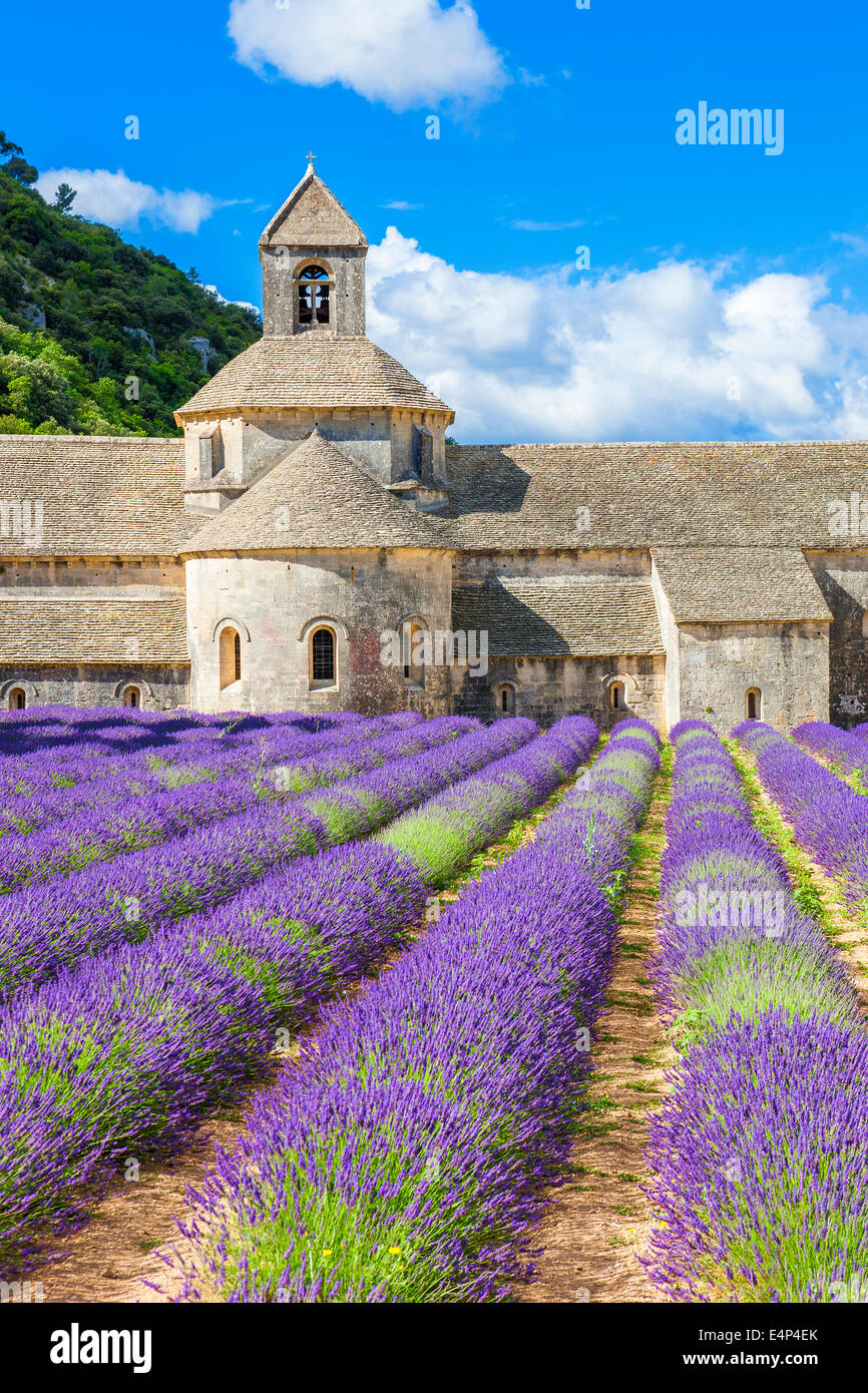 Abbaye de Sénanque et lignes en fleurs fleurs de lavande. Gordes, Luberon, Vaucluse, Provence, France. Banque D'Images