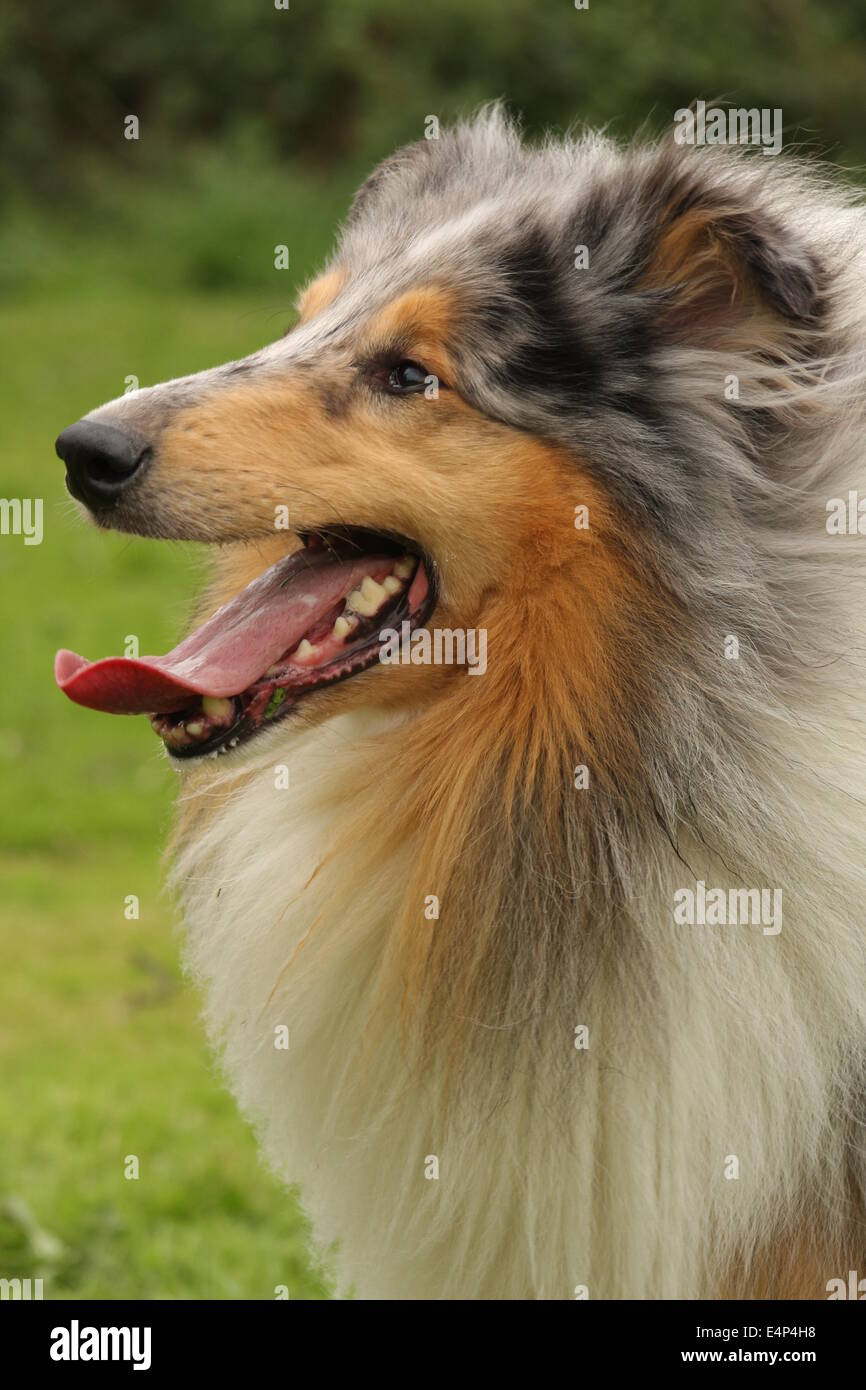 Rough collie Banque D'Images