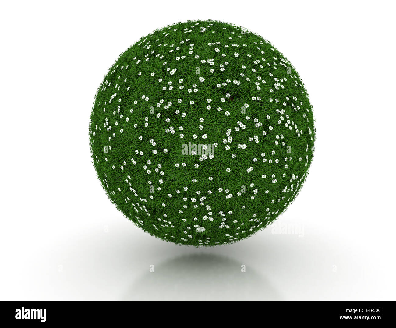 Domaine de l'herbe verte avec Daisy's sur fond blanc Banque D'Images