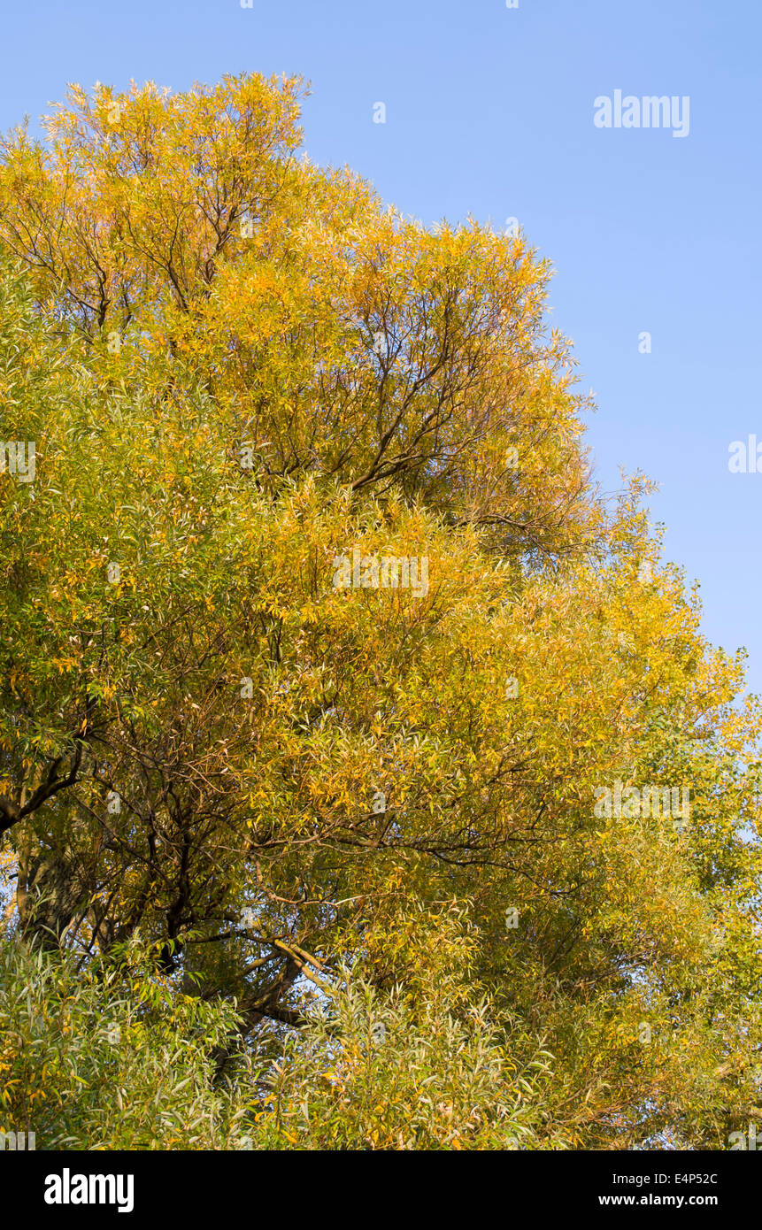 Feuillage jaune libre à l'automne la Lumière Banque D'Images