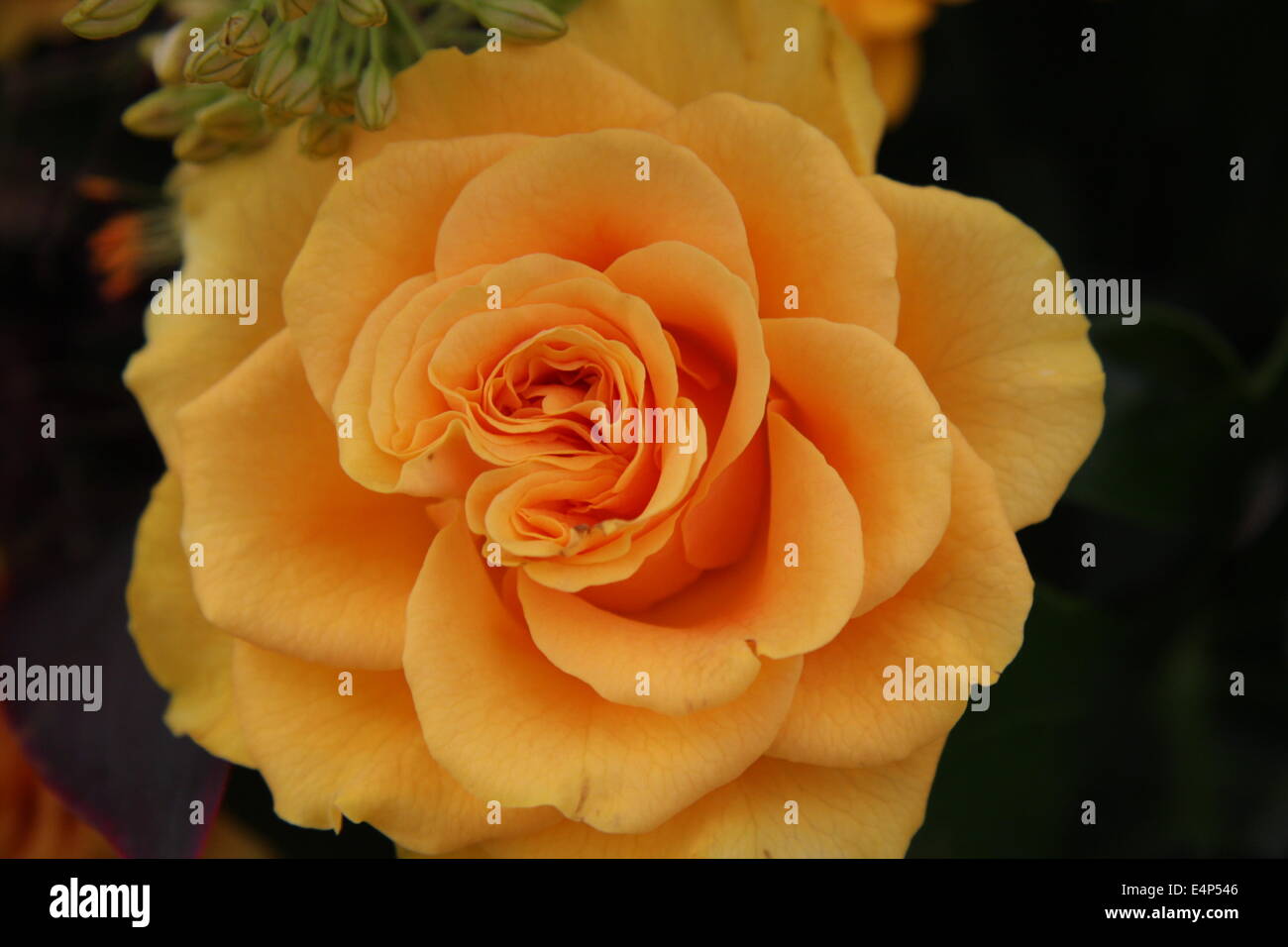 rose orange Banque D'Images