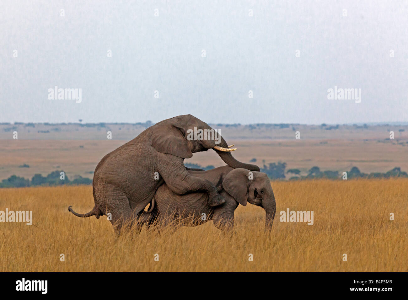 Afrikanischer Elefant - Paarung Banque D'Images