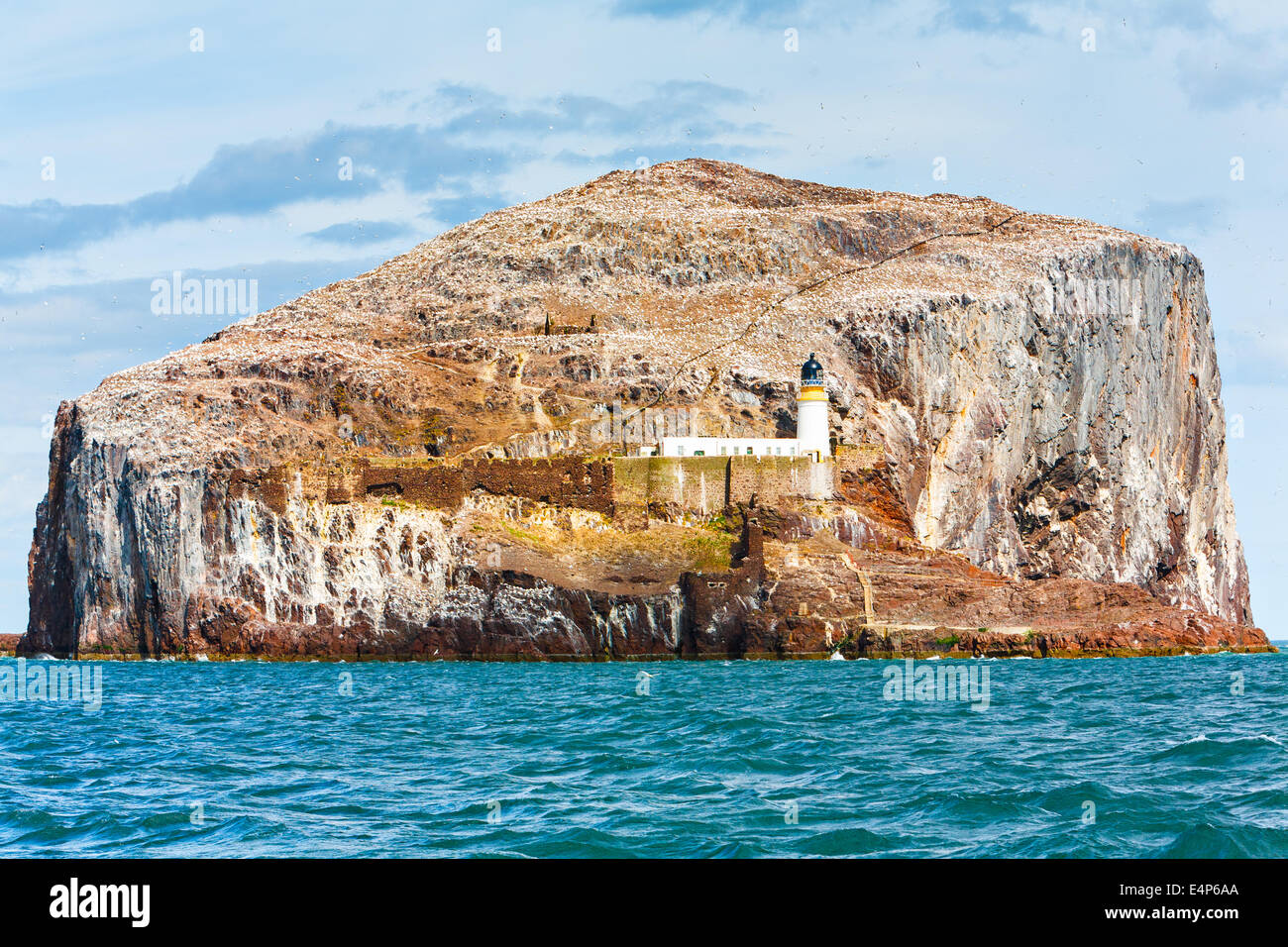 Bassan nichant sur Bass Rock, Firth of Forth, North Berwick Banque D'Images