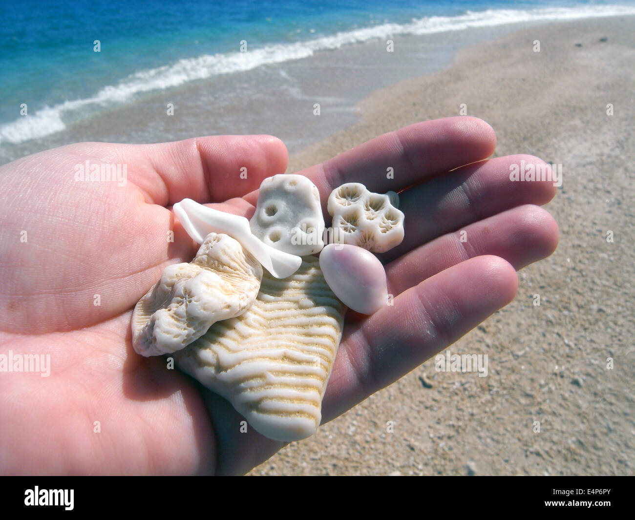 Corail et intéressant fragment shell conclut sur la plage, Fitzroy Island, Great Barrier Reef Marine Park, Queensland, Australie. Banque D'Images