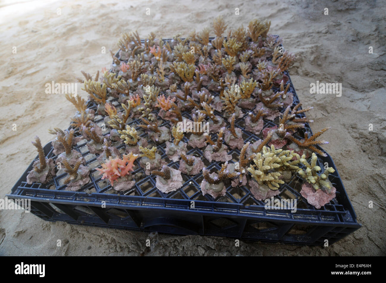 Fragments de coraux (Acropora spp.) principalement préparés et prêts pour la plantation dans le village agricole de corail, Fidji Banque D'Images