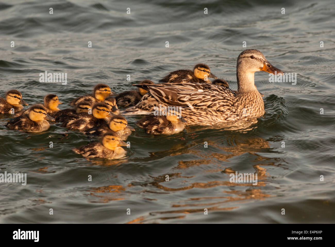 Cane colvert et les canetons avec piscine en face de la mère Banque D'Images