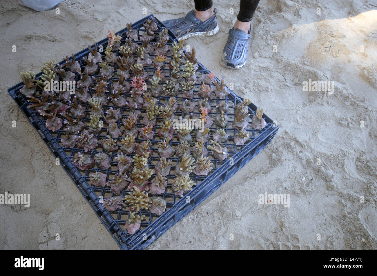 Fragments de coraux préparés et prêts pour la plantation dans le village agricole de corail, Fidji Banque D'Images